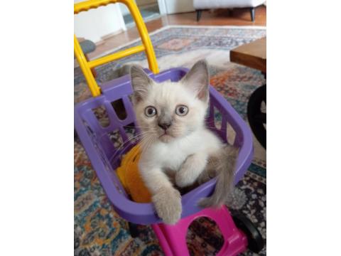 British Shorthair Blue Point