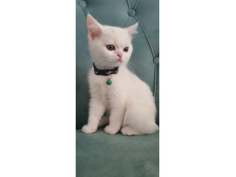 British Shorthair Kedilerimiz