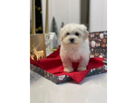 Mükemmel Maltese Bebekler