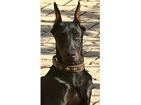 Ülkenin En Asil Yakışıklı Dobermanı