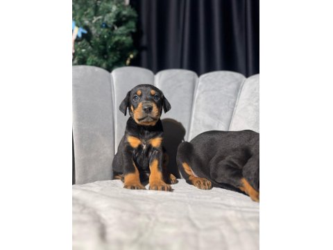 King Doberman Erkek Ve Dişi Yavrular