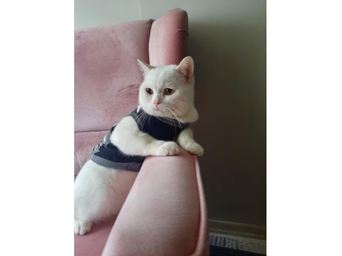 Kedimiz Pamuk İçin Ev Arıyoruz