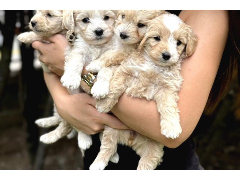 Muhteşem Büyümeyen Maltipoo Bebekler