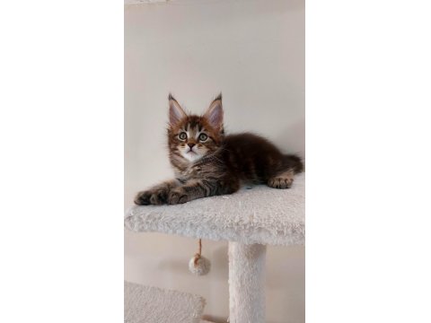 Full Şecereli Maine Coon Unvanlı Ebeveynlerden Polydactil