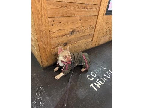 New Shade Isabella French Bulldog