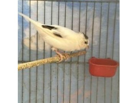 Beşiktaşlı Erkek Kanarya (2025)