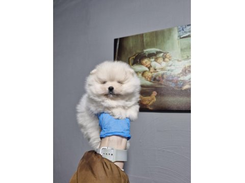 Sağlıklı Pomeranian Yavrular