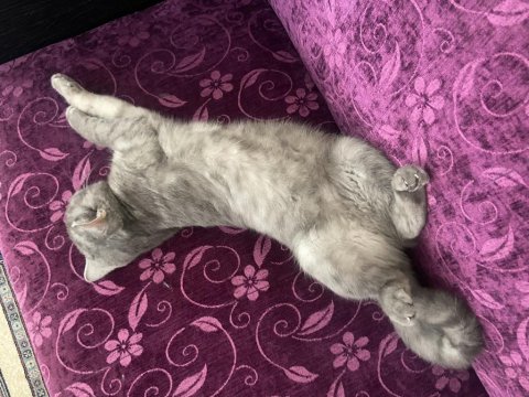 British Shorthair Dişi Kedimiz