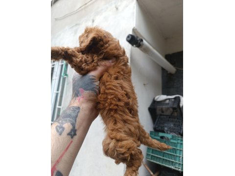 Red Brown Toy Poodle Erkek