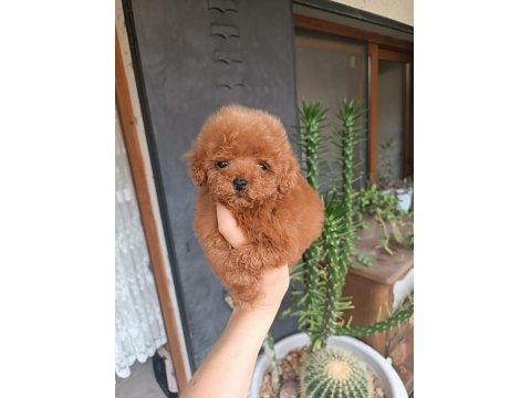 Poodle Yavrularımız Evine Gitmeye Hazir