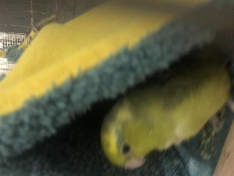 Sevecen Forpus Papağanı