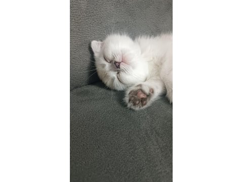 Scottish Fold Mavişimize Yuva Arıyoruz