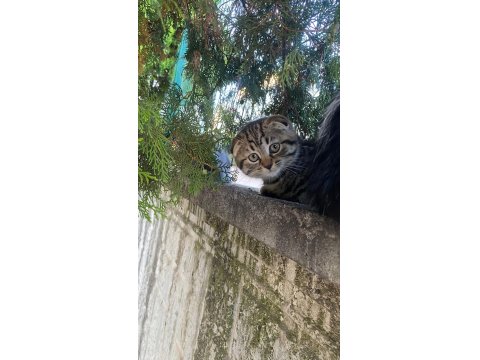 Çok Uysal, Çok Tatlı Kedimiz