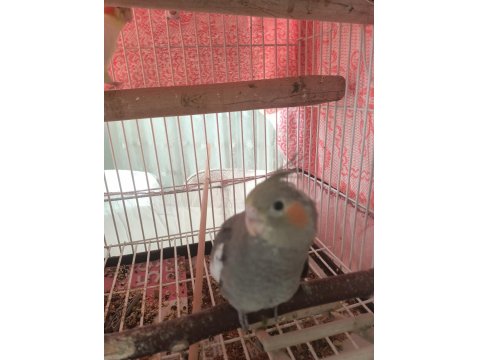 Sevimli Sultan Papağanı Yavrular