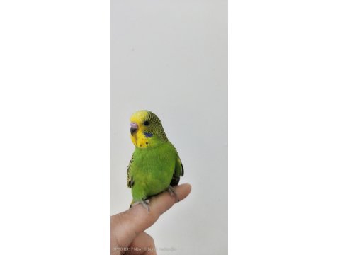 Yavru Ve Yeşil Muhabbet Kuşu