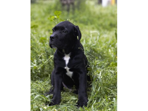 Sağlık Ve Irk Garantili Şecere Belgeli