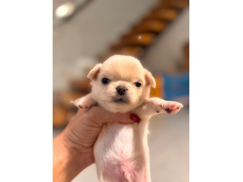 Sevimli Ve Eğitimli Chihuahua Yavrular