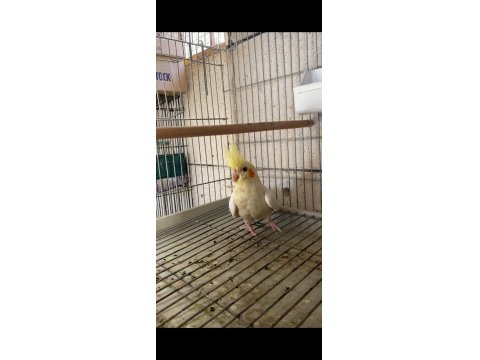 Sultan Papağanı 3 Aylık