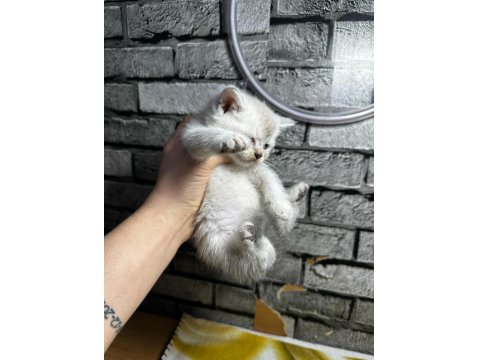 British Shorthair Erkek Lyxn Point Erkek