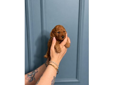 Toy Poodle Yavru Erkek