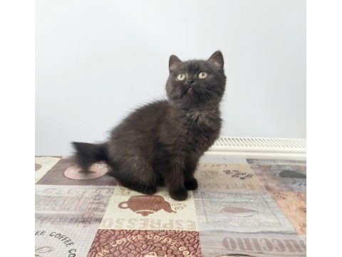 British Shorthair Yavrular Teslime Hazır