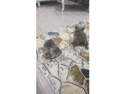 British Shorthair Yavrular Teslime Hazır