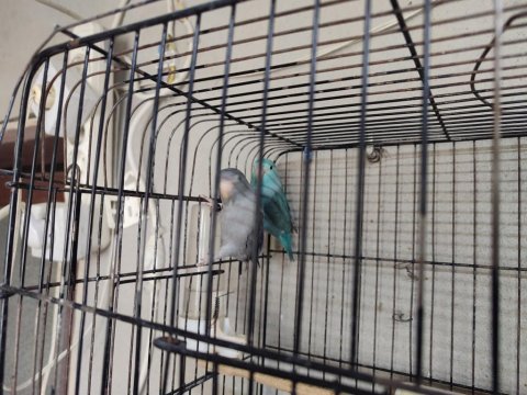 Hazır Takım Forpuslar