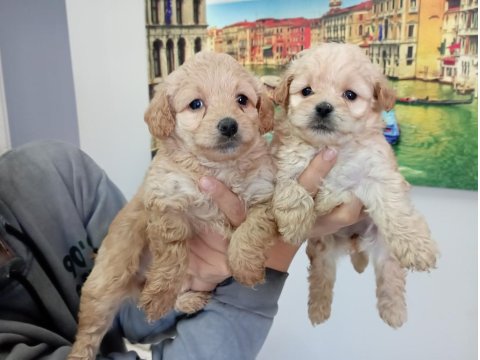 0 Numara Maltipoo Yavrularımız