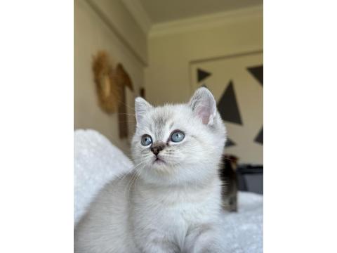 British Shorthair Blue Point Yavrum