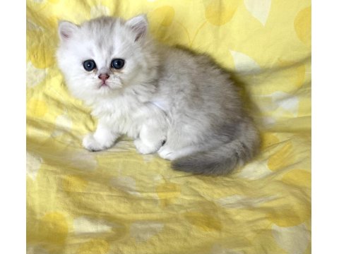 Orjinal Longhair Silver Point Ns 1133 British Longhair