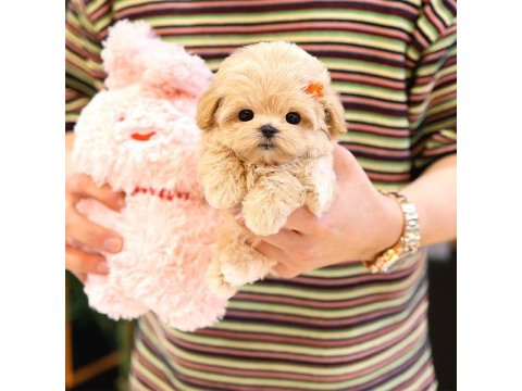 Maltipoo Cinsi Bebek Köpeklerim