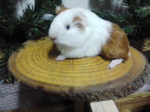 Ginepig Yavru Ve Yetişkinler