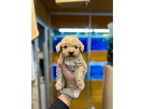 Sevimli Maltipoo Yavrularımız