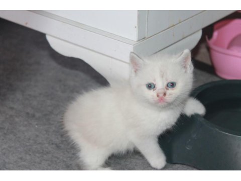 Safkan Beyaz British Shorthair Yavrularımız Yeni Yuvalarını Arıyor!