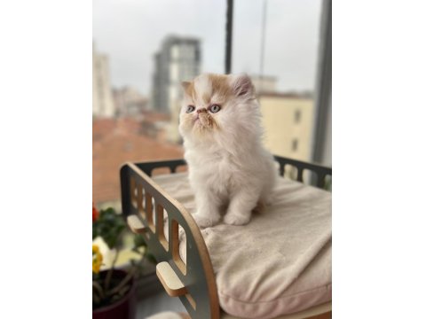 Saf Irk Persian Erkek