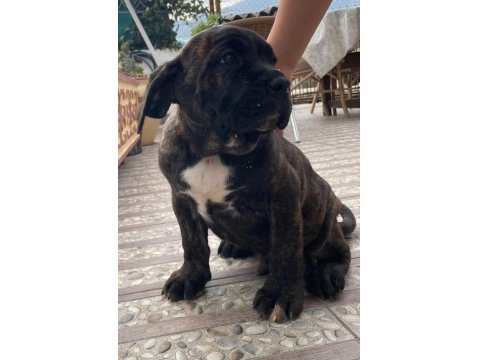 Dev Erkek Cane Corso Köpeği