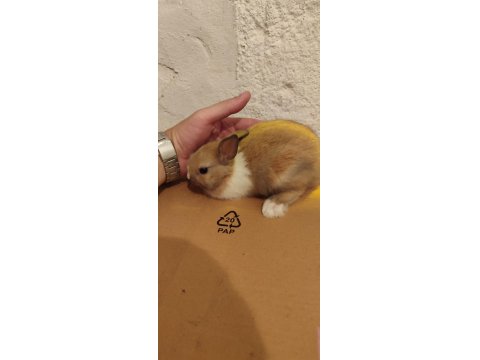 Son 2 Adet Yavru Tavşan