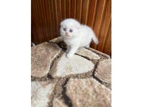 Scottish Fold Güzellik