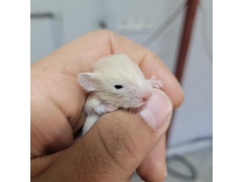 Yavru Hamster Ve Kafes Takımları