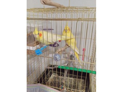 Acil Satılık Takım Lutino Sultan Papağanı