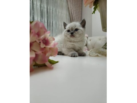 Güzel British Shorthair Bebeklerim
