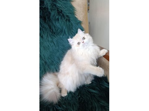 Cy 11 Şecere Belgesi Safkan Dişi 7 Aylık British Longhair