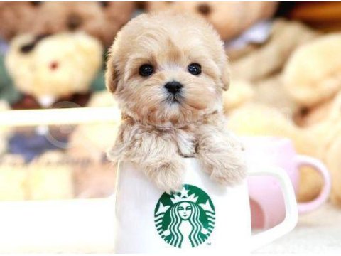 Teddy Bear Kore Kaniı Toy Poodle Yavrulariımız