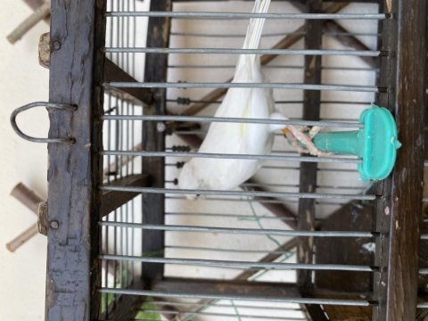 Dişi Bülbüllü Kanarya