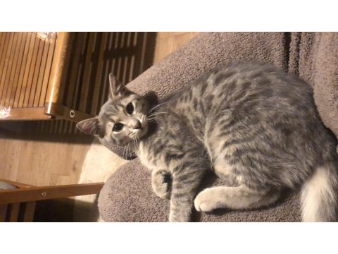 Kedi 4-5 Aylık Kız Yavrumuz