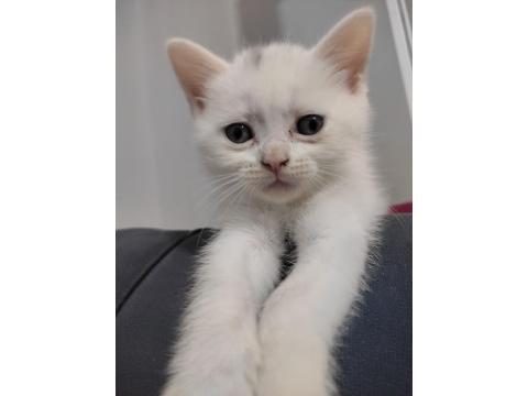 Kedilerime Yuva Olurmusun