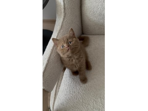 Cinnemon Fawn British Shorthair