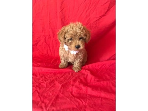 Mini Poodle Yavrular