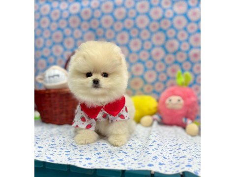 Safkan Pomeranian Boo Irkı Yavrularımız