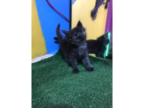 Safkan Maine Coon Smoke Yavrular
